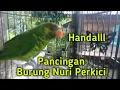 Download Lagu Suara Nuri Perkici untuk Pancingan yang baru yang lain nggak bisa diam