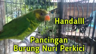 Download Suara Nuri Perkici untuk Pancingan yang baru yang lain nggak bisa diam MP3