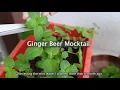 Ginger Beer Mocktail with Mint leaves and Lemon| Non-alcoholic refreshing drink| Easy Quick & Tasty