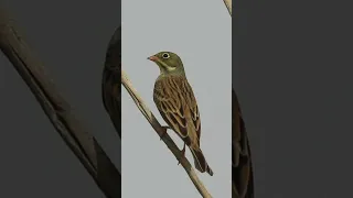 صوت درسة الشعير Ortolan Bunting Song رابط الفيديو كامل بأول تعليق 