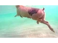 Swimming Pigs Rule This Tropical Island National Geographic