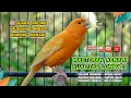 Download Lagu Kenari GACOR NGEREK‼️ Masteran Kenari PAUD dan Pancingan Kenari MACET BUNYI dan Betina NGIWIR - 108