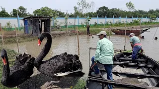Perfect Breeding Setup Gettig Ready For Our Ready To Breed Black Swan.
