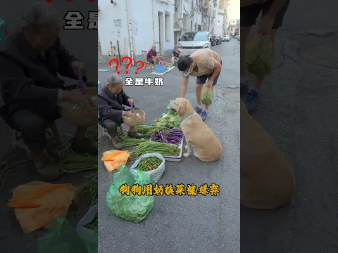 This Dog Forgot His Money For Groceries! So He Sold Milk To Strangers To Go Shopping#SmartDog