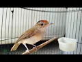 Download Lagu SUARA BURUNG ASI TOPI SISIK / DO-RE-MI GACOR