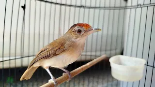 suara burung asi topi sisik do re mi gacor