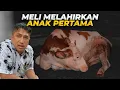 Lagu MELI AKHIRNYA MELAHIRKAN ANAK PERTAMANYA...tapii..