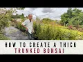 Creating A Thick Trunked Bonsai