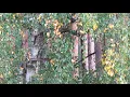 Download Lagu Autumn.