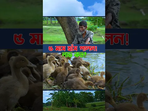 ৫ মাস হাঁস পালন করে কেমন লাভ? 😱🦆 | শুরু করার আগে জানুন #shortvideo