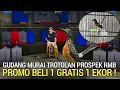 Lagu LANJUT PROMO ! BELI 1 GRATIS 1 EKOR DIJAMIN MURAH MURAI BATU TROTOLAN PROSPEK DI BOGOR 