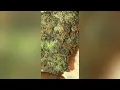 Jessica Rabbit Strain Review Smk Brk 420