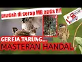 Download Lagu masteran gereja tarung suara jernih full tanpa iklan#KINGKICAU#BURUNGGREJA#MASTERANGREJATARUNG