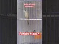 Download Lagu Cendet Macan / Pentet Macan Gacor