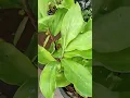 Download Lagu Insulin plant in my terrace garden#shorts #youtubeshorts #shortsyoutube #viralshorts