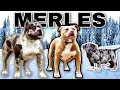 Merle American Bully XL