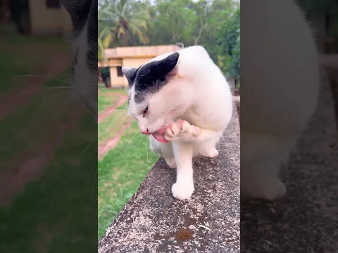 2 Dogs Playing, 1 Cat Chill! πΆπ± | Cat videos | Cat sound | Cat meowing | Cat | kitten meowing