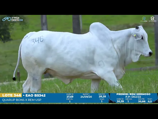 Matriz Nelore EAO-B5342