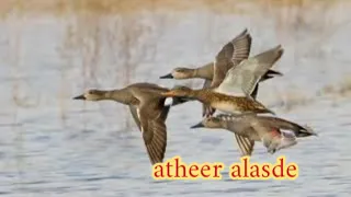 صوت حذاف مليحي أبو دريغ 