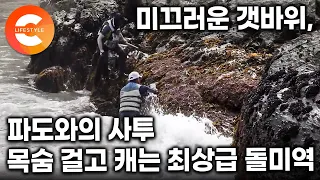 한 번 미끄러지면 바다에 쓸려 나간다. "이건 있을 수가 없는 미역이에요" 목숨 걸고 캐는 최상급 돌미역 작업 현장ㅣ#극한직업