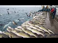 Download Lagu The Most Insane Fishing Day – Thousands of Cod, Octopus \u0026 Snow Crabs Pulled Up in Minutes