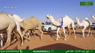 مسيرة الفحل وانتاجه للمالك رجل الأعمال شجاع حشيفان الش ريف الكريزي البقمي 