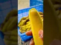 Download Lagu 🇸🇴Somalian banana😋