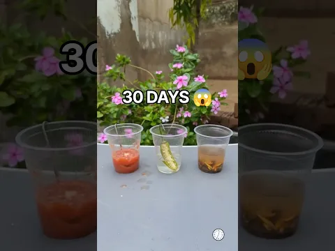 I Placed A Tomato, Chili And Flower In Resin For 30 Days #experiment #mrnextoo #shorts