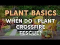 When Do I Plant Crossfire Fescue