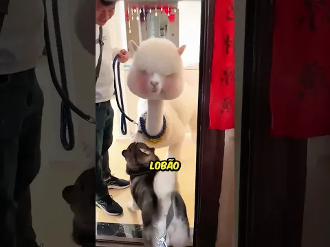 Que alpaca mais sacana