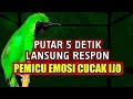 Lagu Cucak Ijo Gacor Memancing Lawan Agar Emosi dan Jamtrok, Cukup 5 Menit Lawan Langsung ON