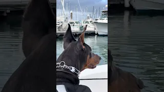 #fyp #dream #doberman #pets #youtube