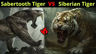 क्या होगा जब भिड़ेंगे दो महाभयंकर शेर | Sabertooth Tiger vs Siberian Tiger
