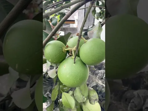 berkebun petik buah buahan di rumah guys