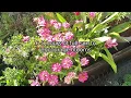ASTER PLANT | More Flowers and plant care tips