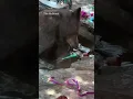 Bears cool off in a backyard pool