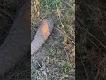 Download Lagu Pangolin! The Rarest Animal in Africa!