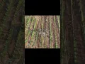 Download Lagu Our vineyards from the eye of a drone during war times