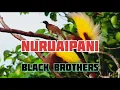 NURUAIPANI   BLACK BROTHERS