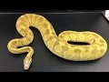 Our Microscale Royal Pythons
