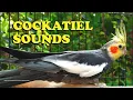 Download Lagu Cockatiel Sounds - Gray Cockatiel (Wono) - Chirping Sounds