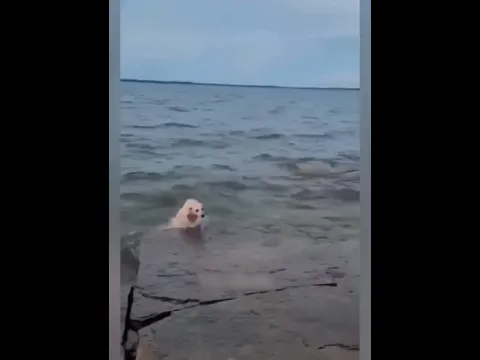 shorts dog funny