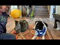 Trick Training - Cross Your Paws