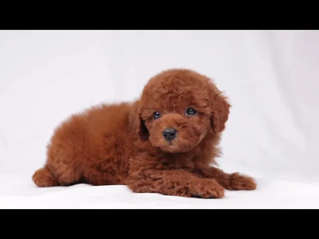 動画