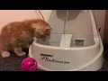 Copper kitty meets Drinkwell