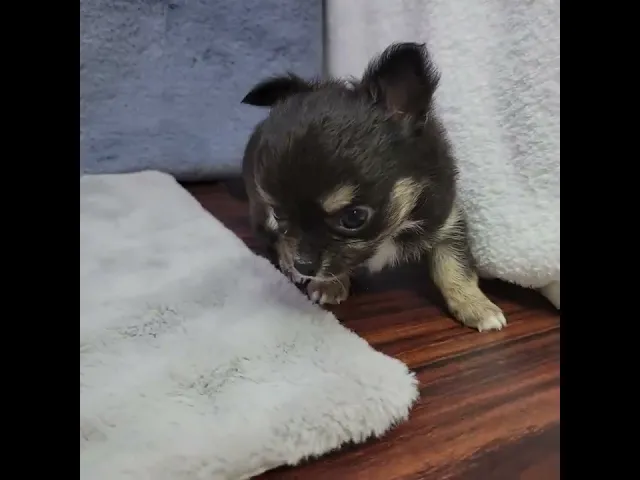 動画