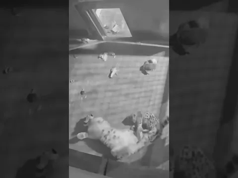 Baby snow leopard likes to play before bed π₯Ήπ