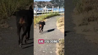 .. #fyp #dream #doberman #pets #youtube