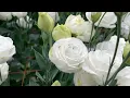 Takii Japan Cut Flower Open House - White Lisianthus Focus
