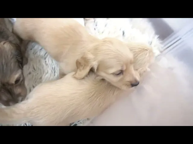 動画